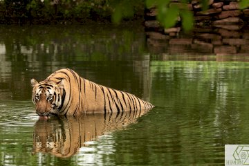 Tigers Heartland @ Tadoba